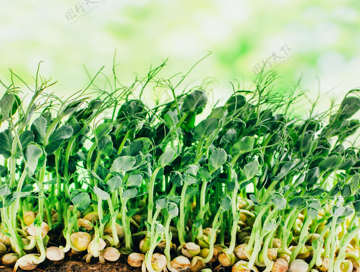 蒸笼特写在微绿色的发芽豌豆特写饮食有机