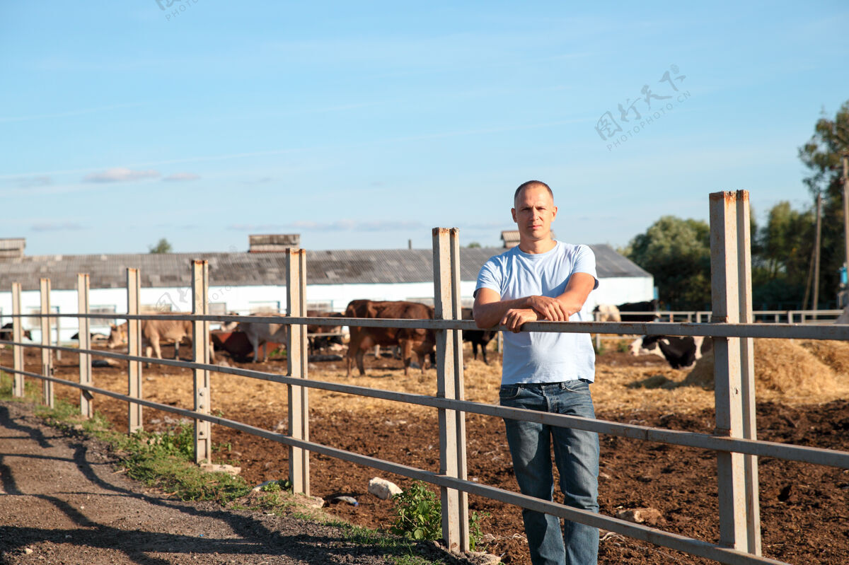 牛农夫在农场里和奶牛一起干活动物谷仓牛