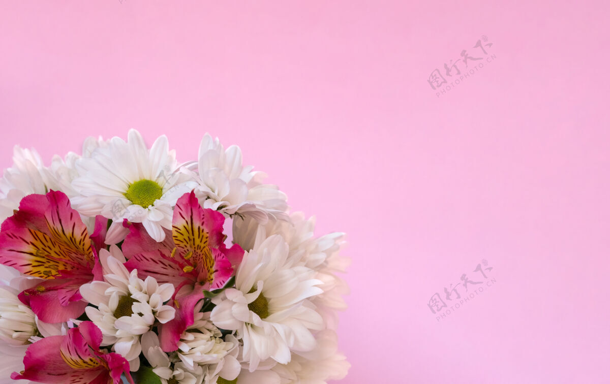 精致白色的菊花和粉红色的假菊花在一束粉红色的墙上特写优雅一串粉色