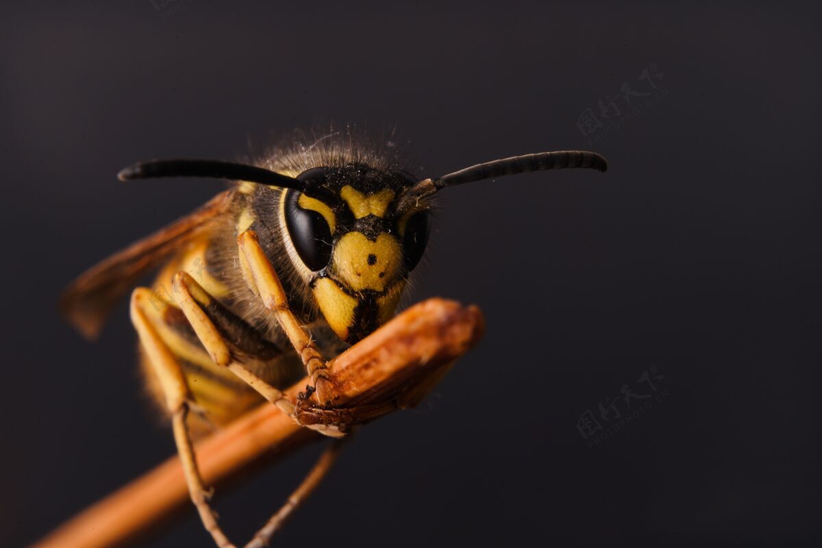 桥梁大黄蜂在棍子上的微距照片蜜蜂触角野生动物