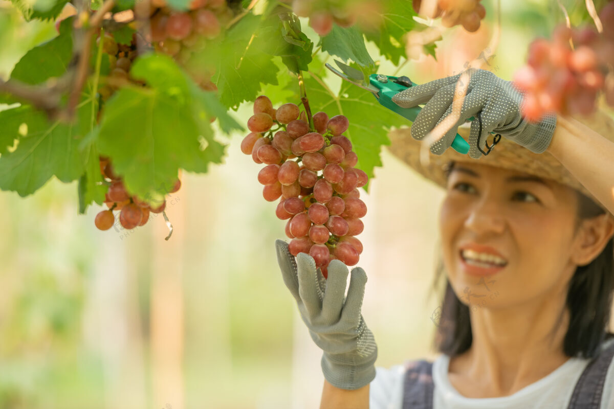 集群快乐的微笑欢快的葡萄园女穿着工作服和农家礼服草帽自然紫色分支