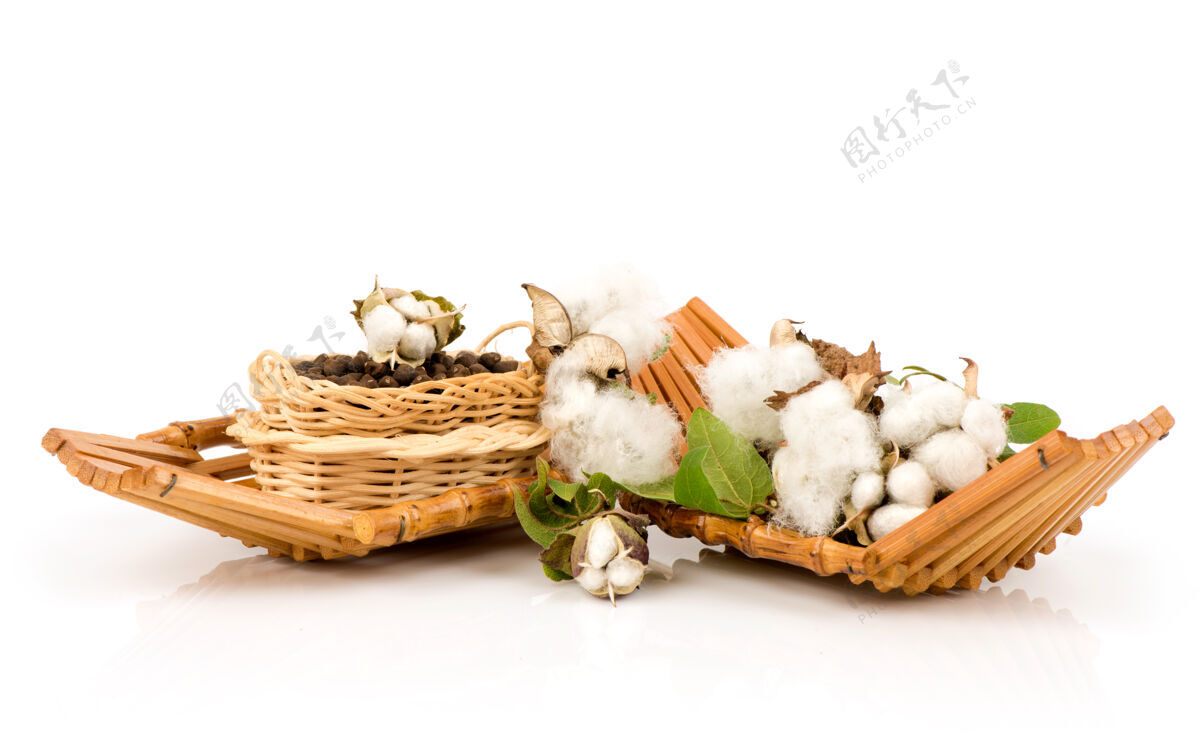 花园棉花或棉花的花和种子隔离在白色编织种子棉花