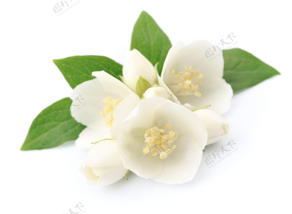 花瓣白色茉莉花隔离在白色叶子农业树枝