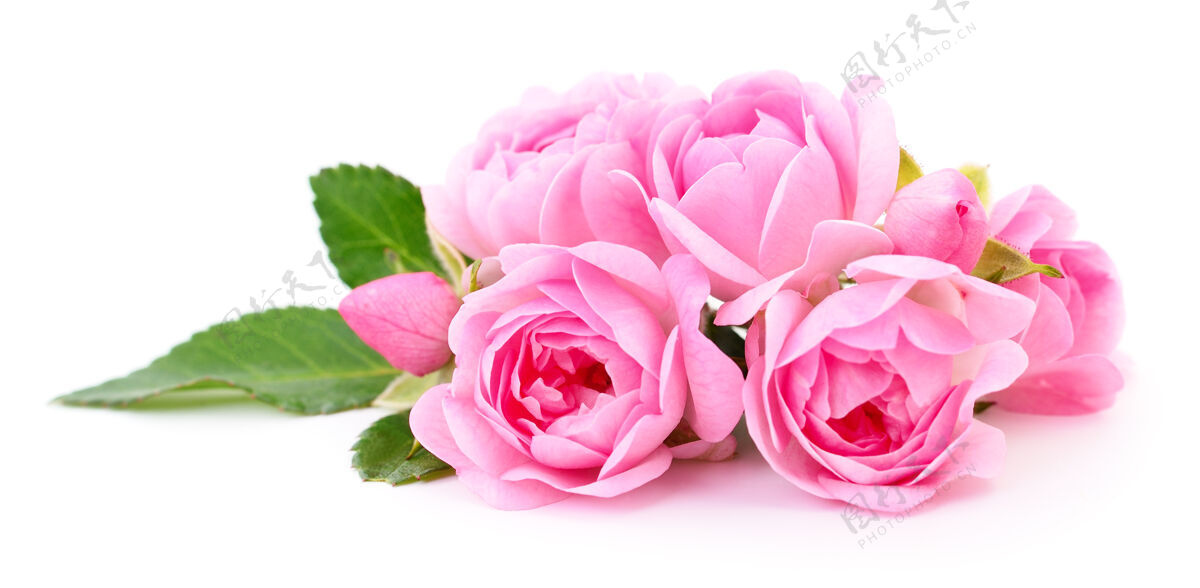 花束美丽的粉红玫瑰在白色的花朵上花瓣花花