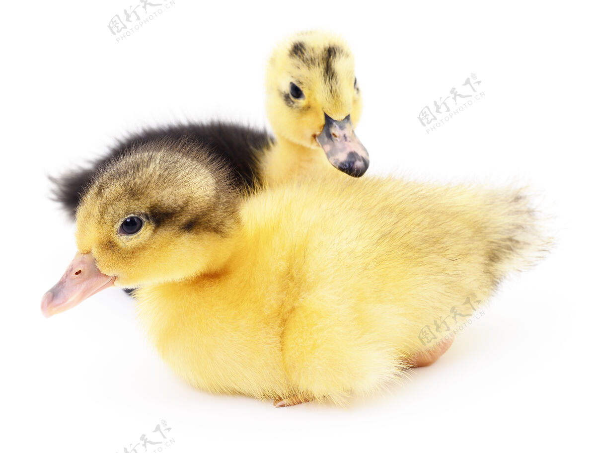 动物两只黄色的小鸭被隔离在白色的地板上鸡鸭鸟