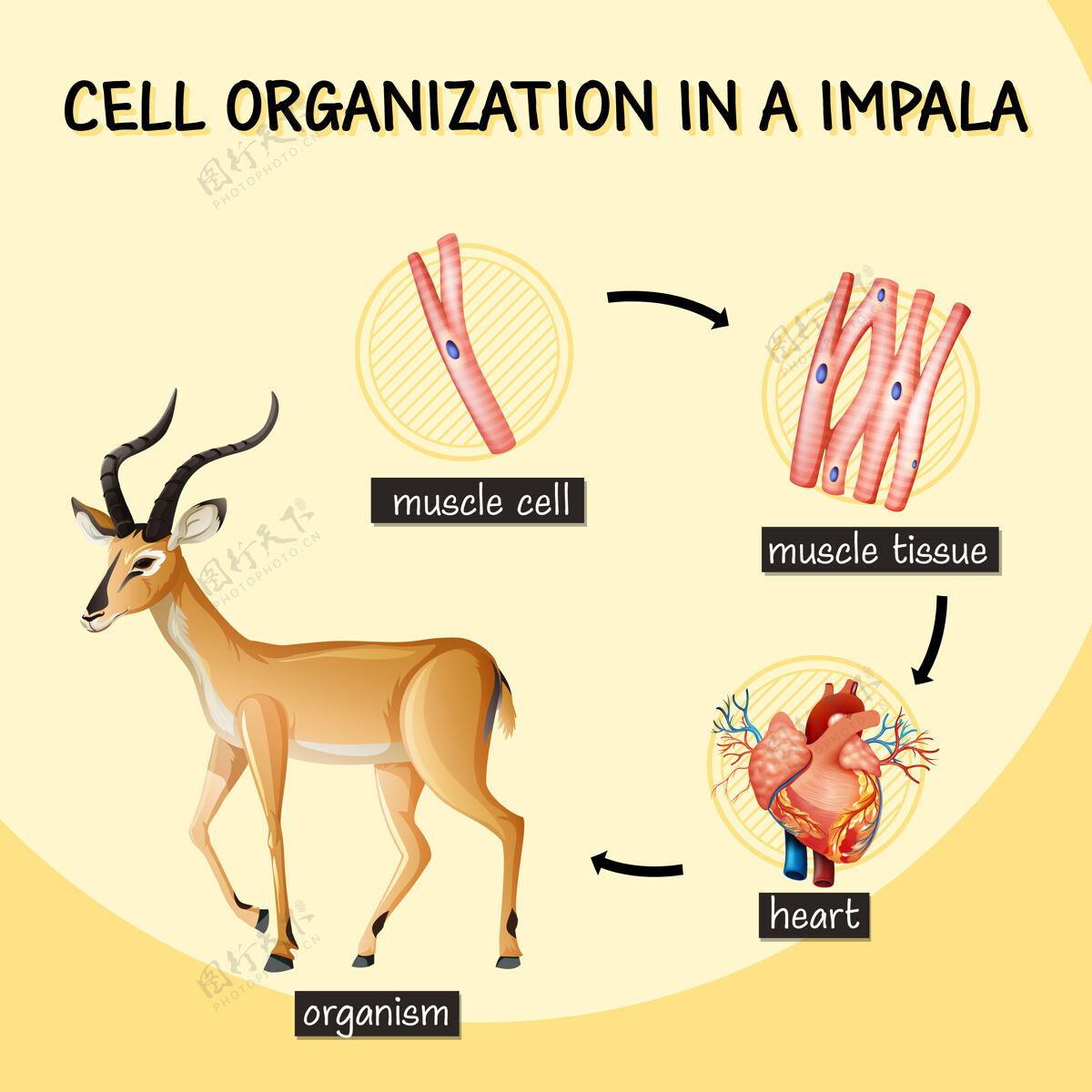 教育显示黑斑羚细胞组织的图表内部解剖学科学