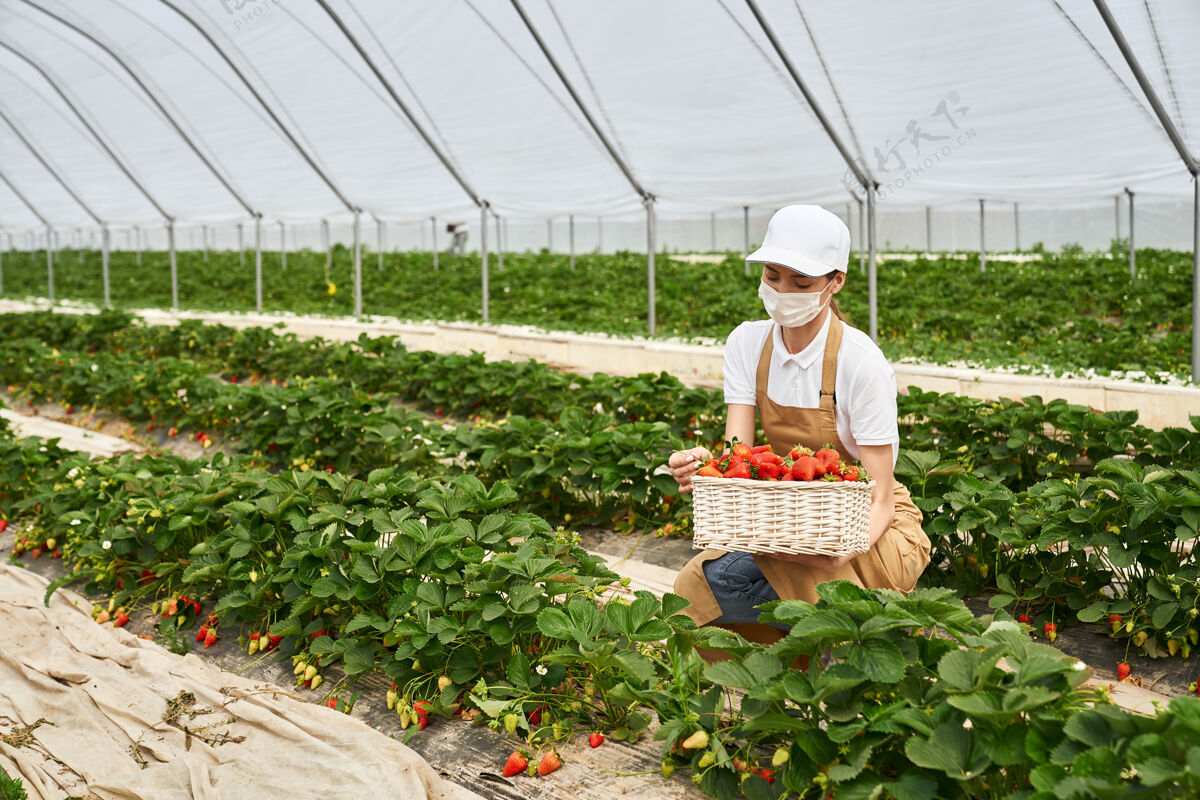 园艺戴着面具蹲着收割草莓的女人围裙采摘成熟