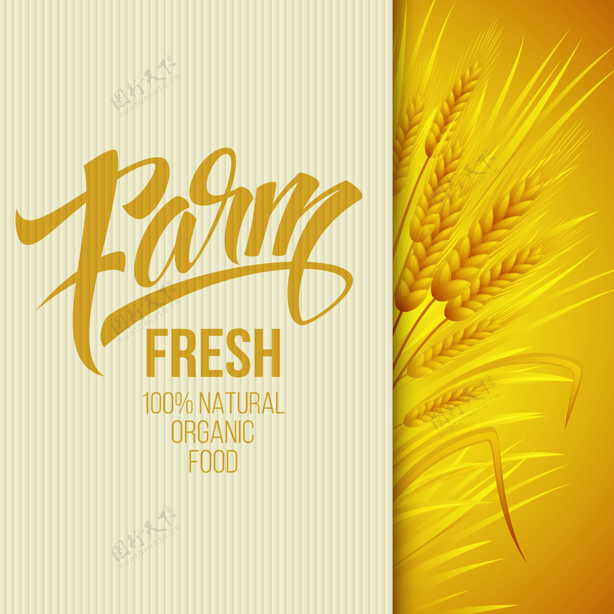 黄金农场新鲜小麦穗海报自然耳朵食品