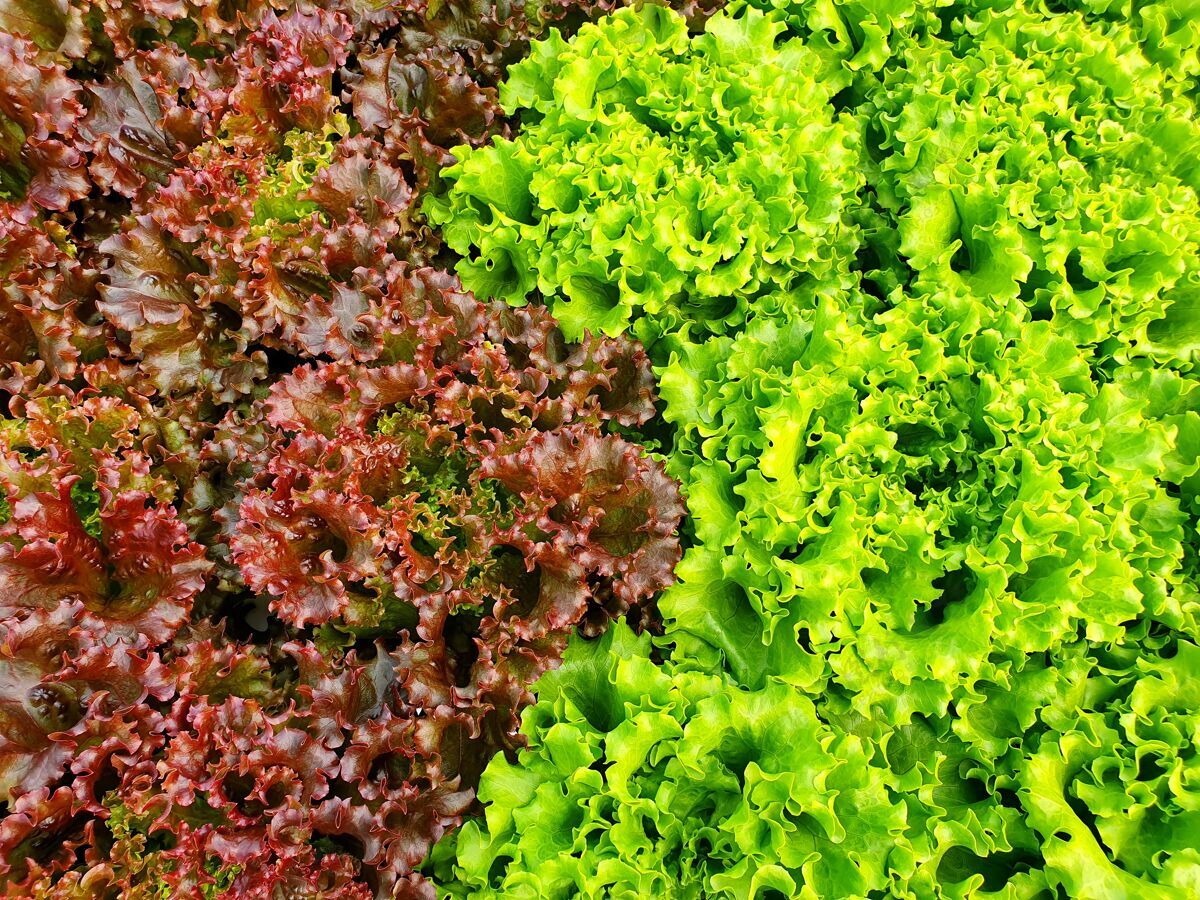 温室室内农场种植叶菜\/垂直农场垂直农场有机生菜产品