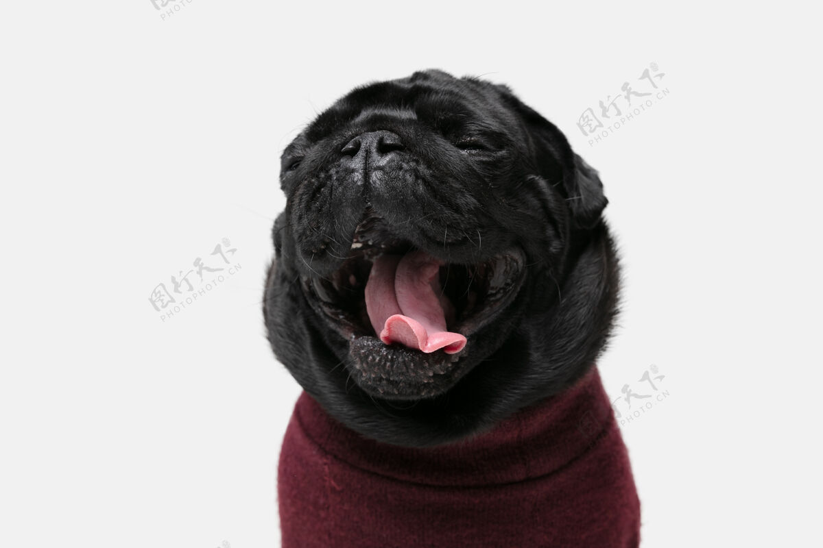 小帕格狗同伴摆姿势可爱好玩的黑色小狗或宠物穿着毛衣玩白色工作室背景孤立毛衣肖像前面