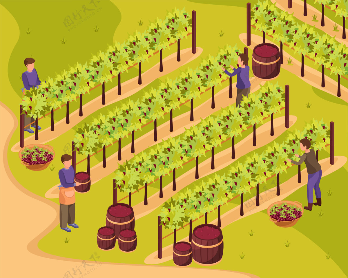 耕作葡萄酒生产与收获和酒厂等距插图收藏葡萄园生产