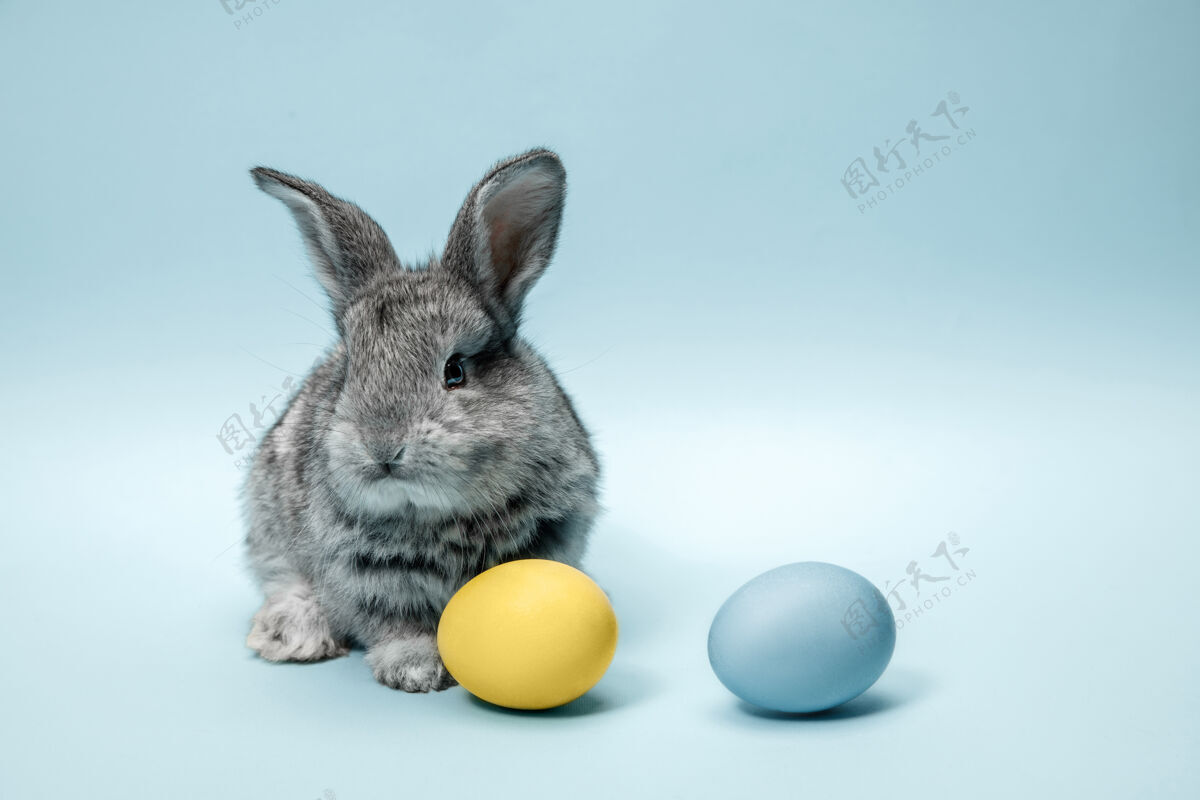 毛茸茸的蓝色墙上画着彩蛋的复活节兔子农场庆祝小