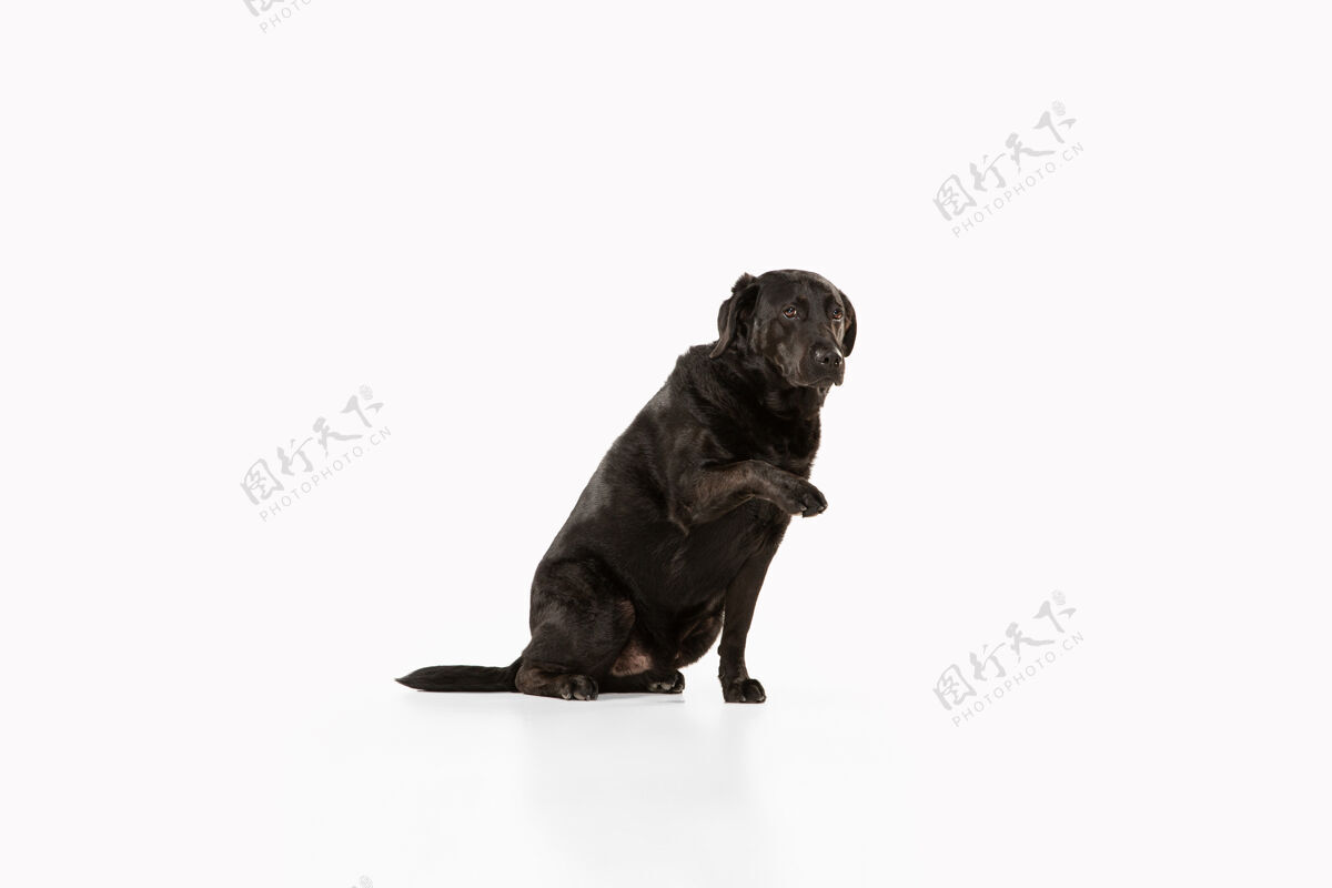 姿势黑色拉布拉多猎犬玩得开心血统毛茸茸的美丽