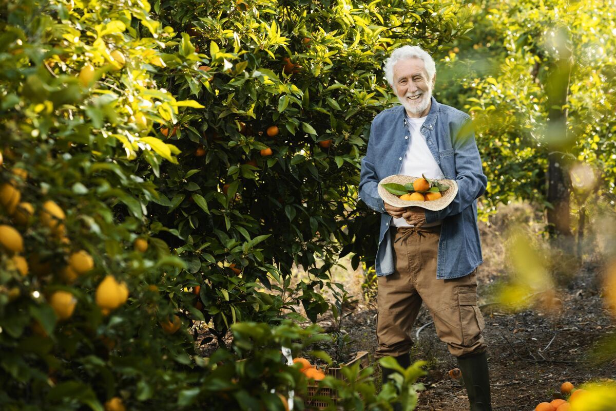 柑橘站在他橘子树旁的老人种植园农产品自然