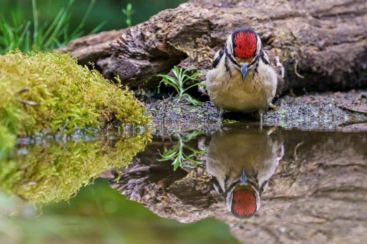 动物伟大的斑点啄木鸟在水中反射美丽五颜六色树
