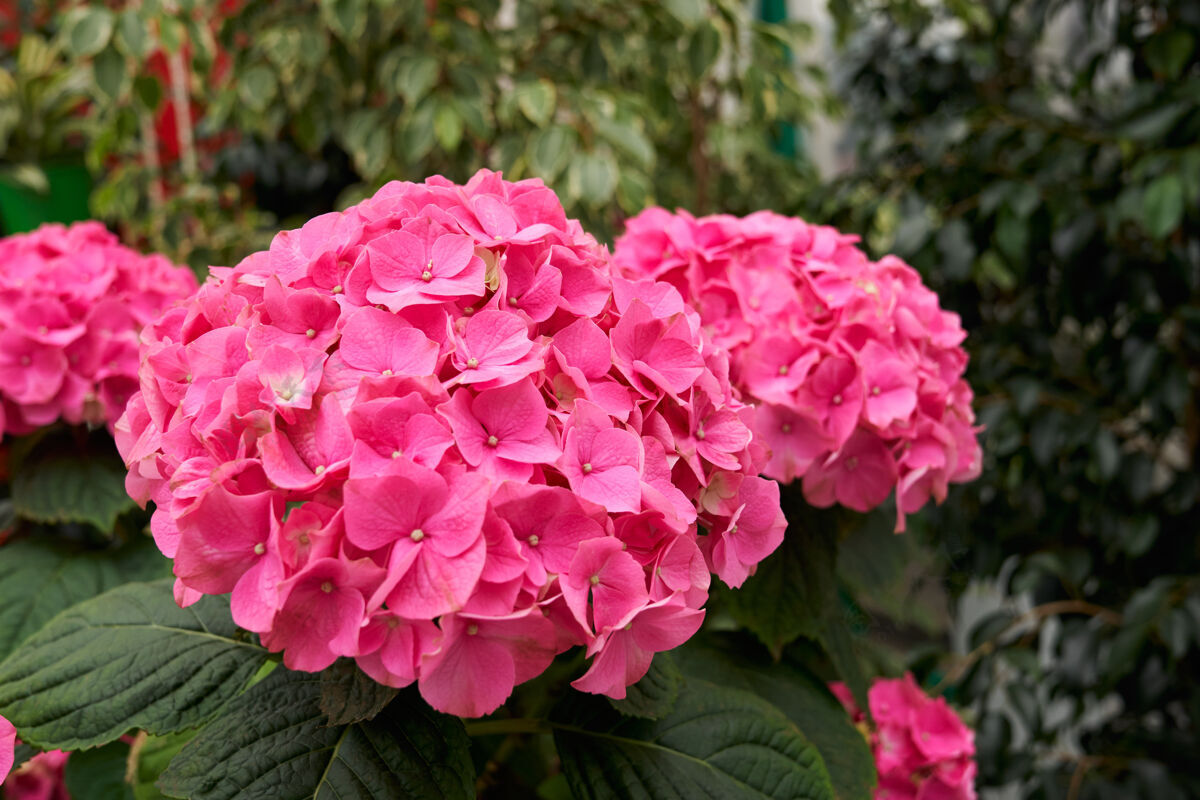 花卉现代温室里的粉红色绣球花绣球植物学园林