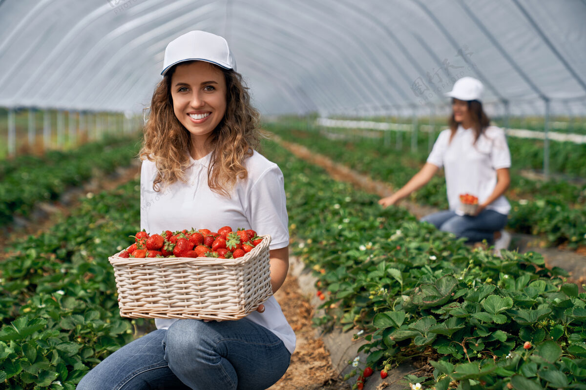 工作两只微笑的雌性正在收获草莓农业温室草莓
