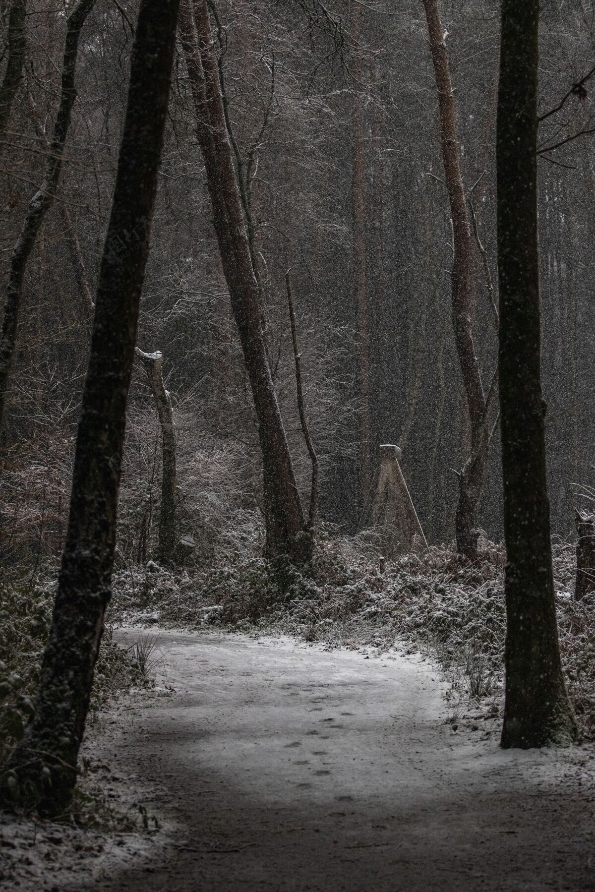 杉木垂直拍摄一条冬天被雪覆盖的道路和树木城市垂直城镇