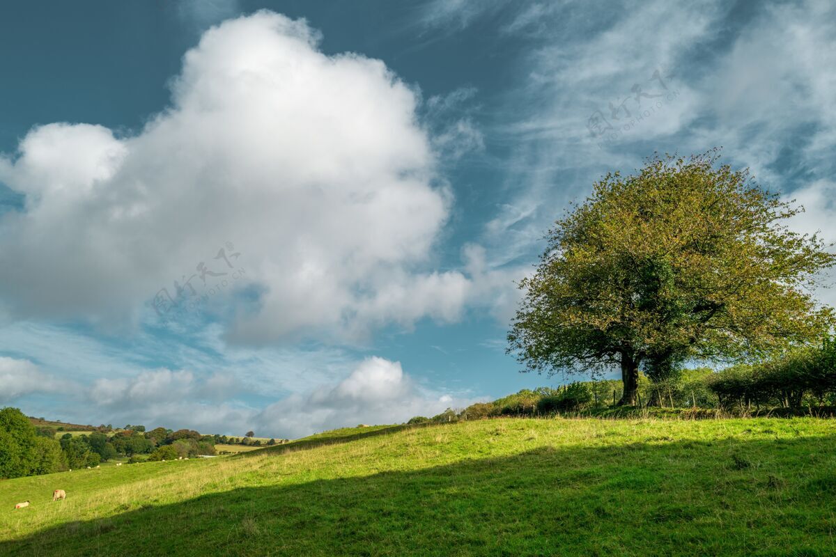 田野美丽的一棵树 站在绿地的中间 在阴天的天空下山路乡村