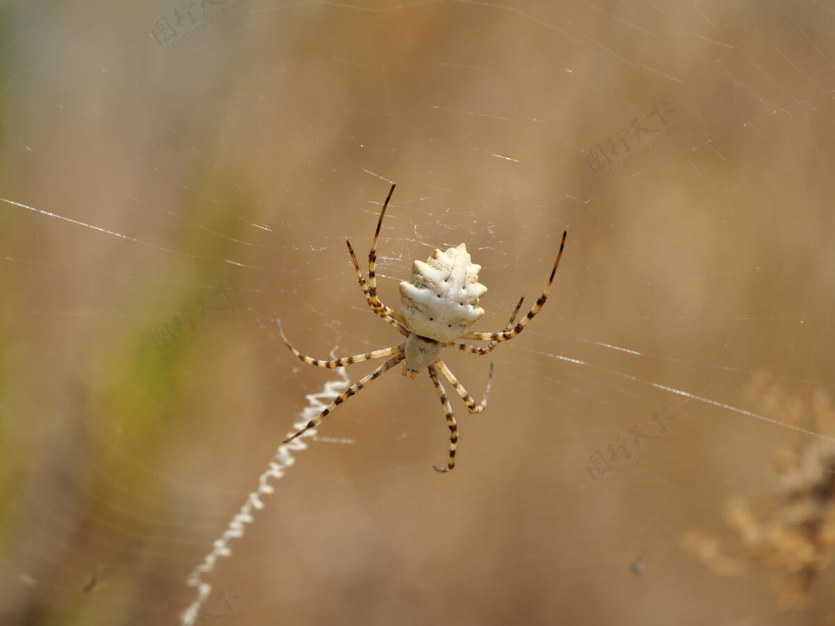 蜘蛛植物上蜘蛛的特写镜头环境特写昆虫