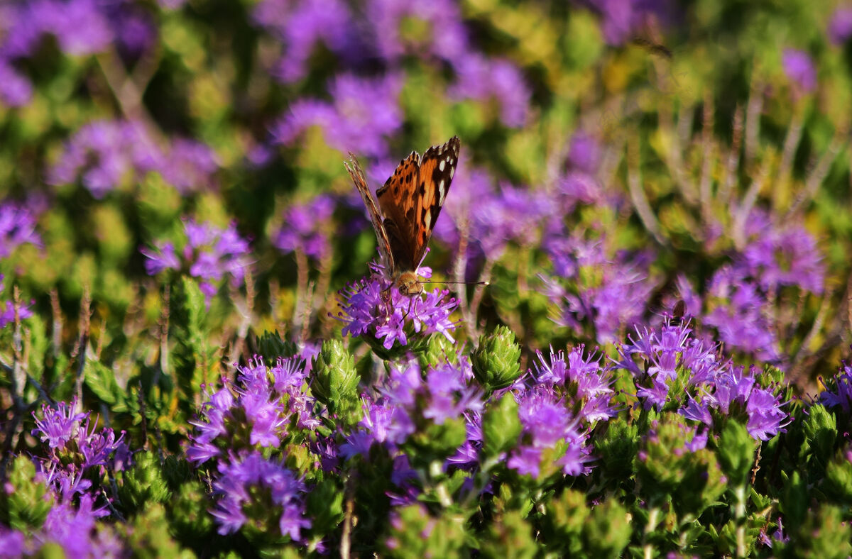 夏天在地中海百里香灌木上收集花粉的瓦妮莎·卡杜伊蝴蝶地中海花自然