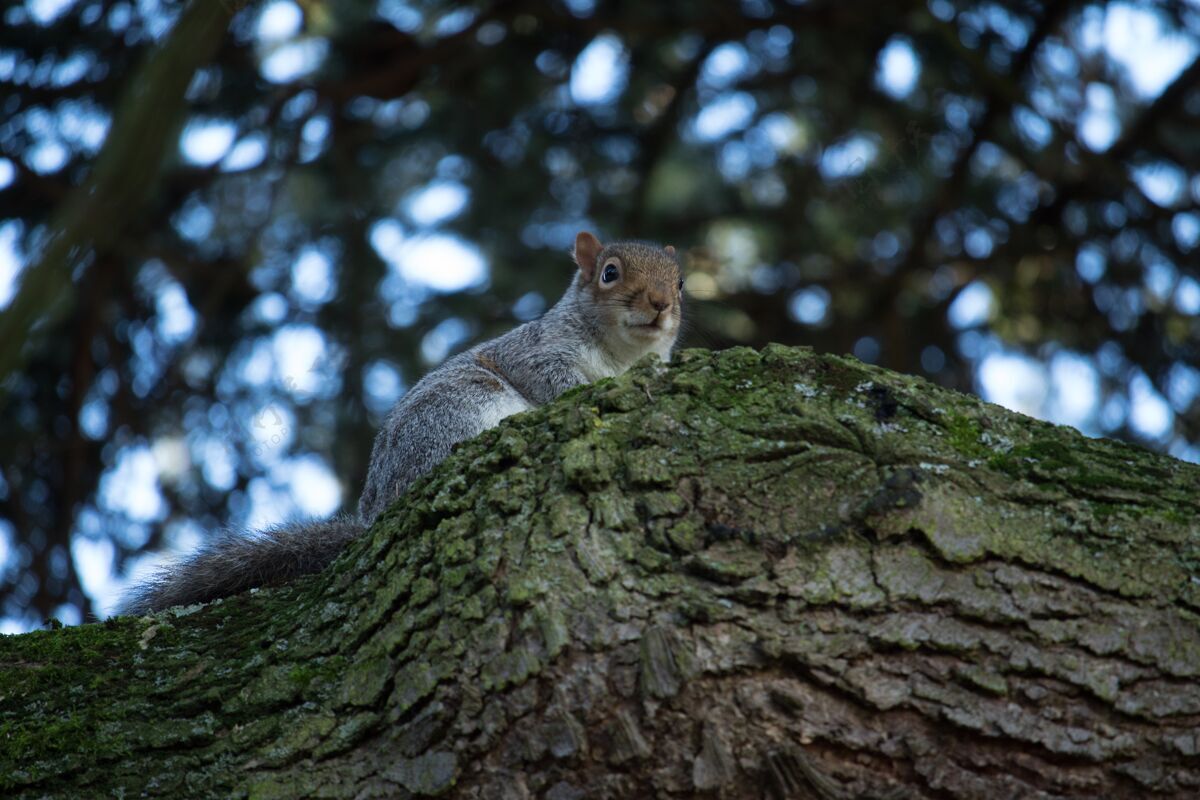 树干一只可爱的松鼠在长满苔藓的树干上的低角度特写镜头绒毛环境啮齿动物