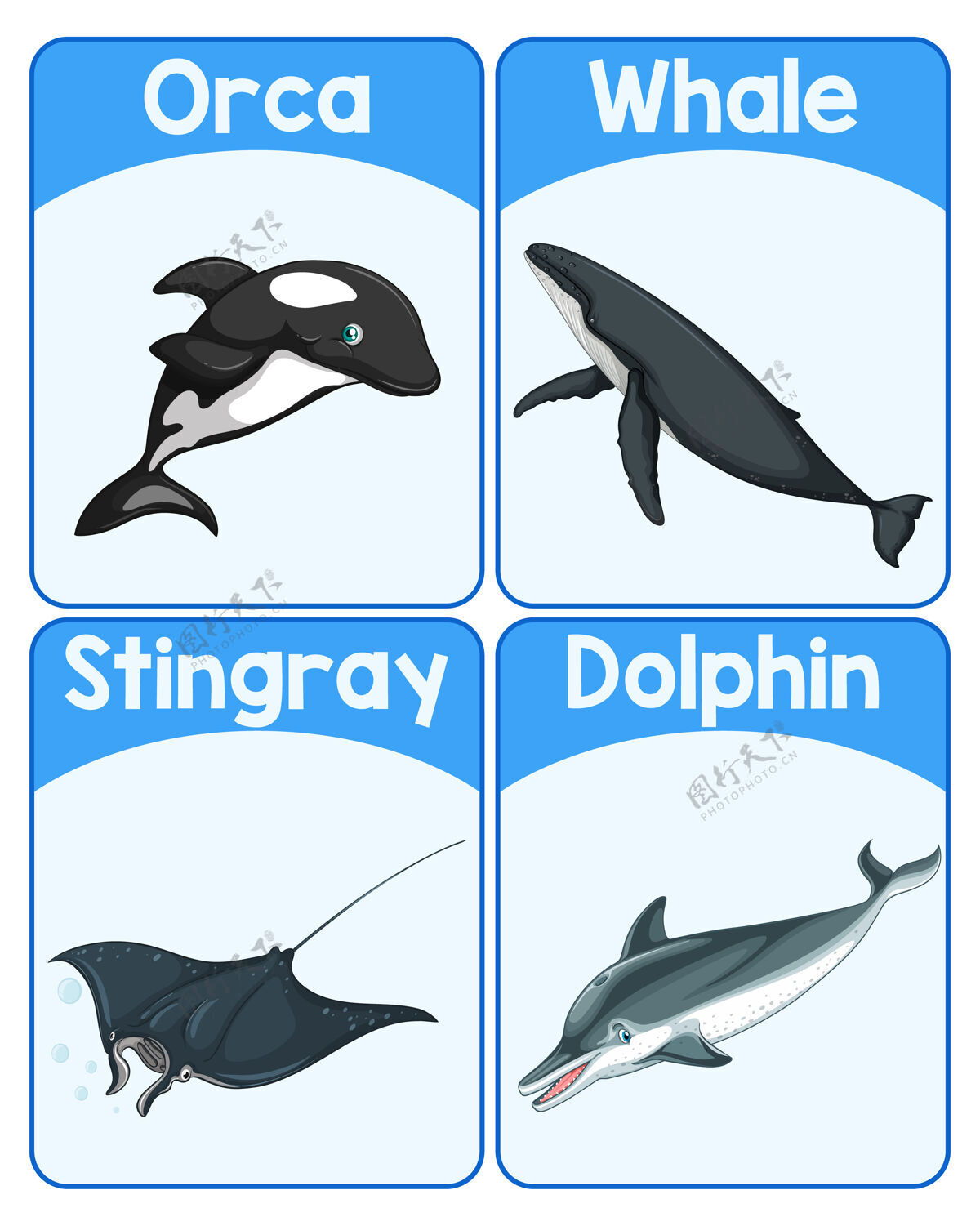 海洋海洋哺乳动物教育英语单词卡活着娱乐字母