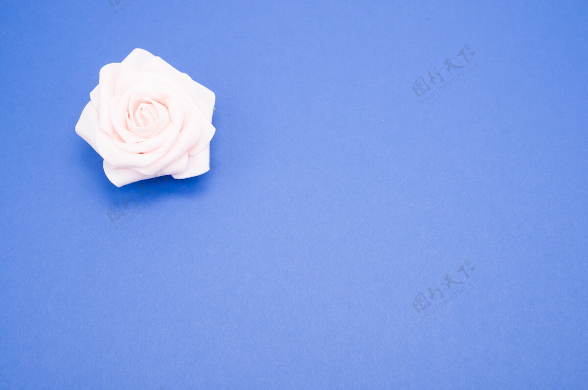 花朵一个单独的粉红色玫瑰的特写镜头在蓝色背景上与复制空间隔离花朵单身粉色