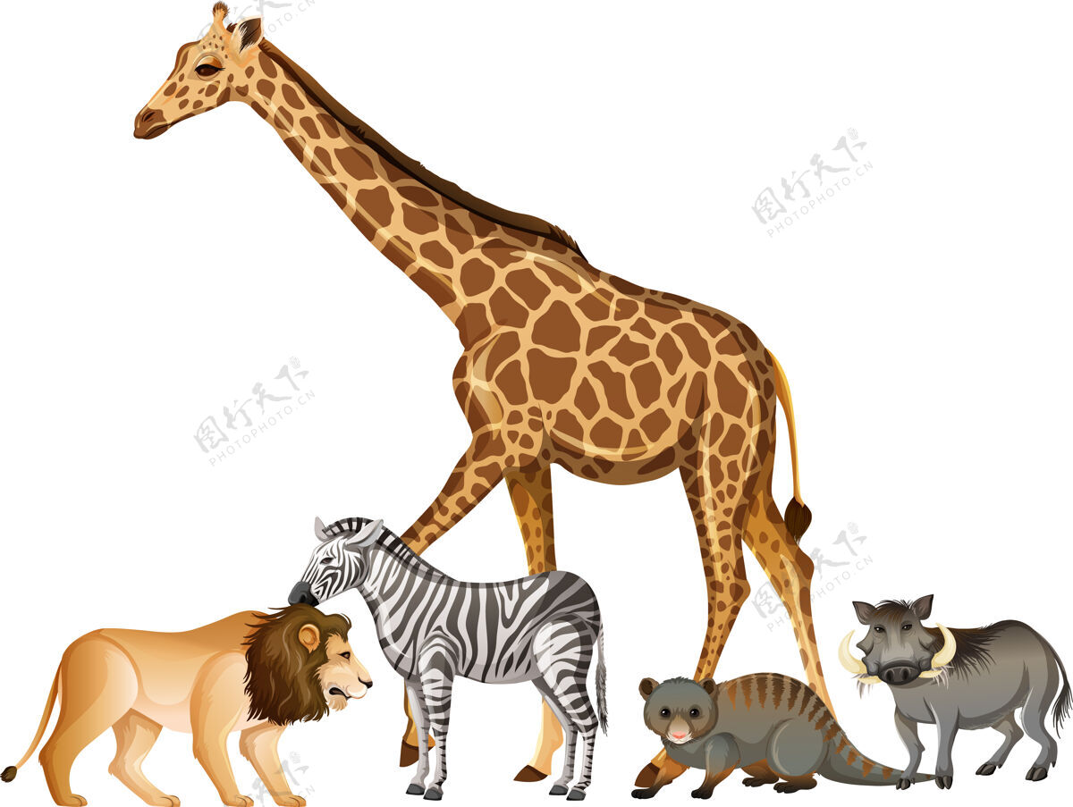 集团一群白色背景的非洲野生动物丛林食肉动物长颈鹿