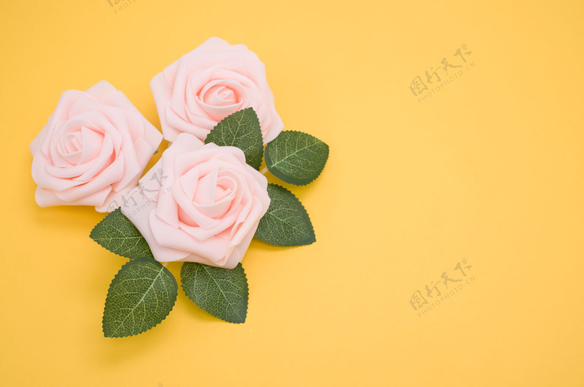 花瓣粉红色玫瑰的特写镜头隔离在黄色背景与复制空间情人节花爱