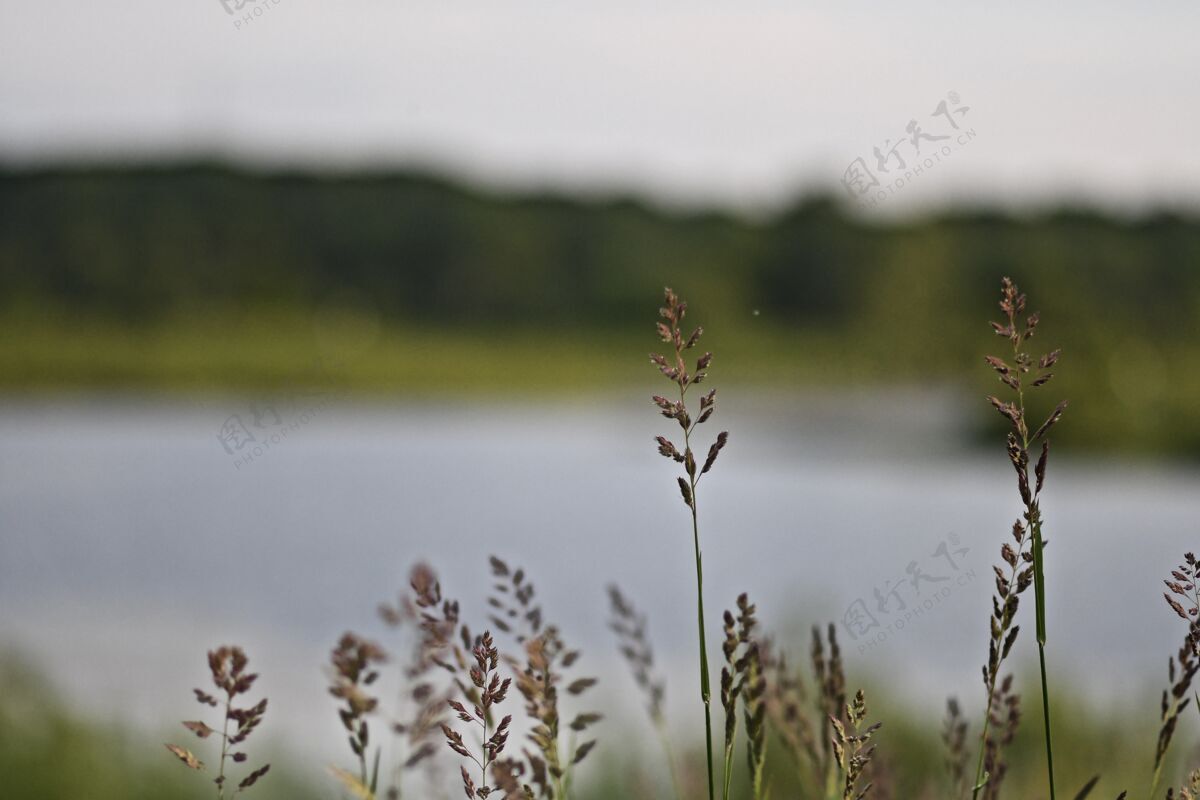 湖泊在模糊的背景下 一片田野里的甜草和河流的特写镜头自然木白霜