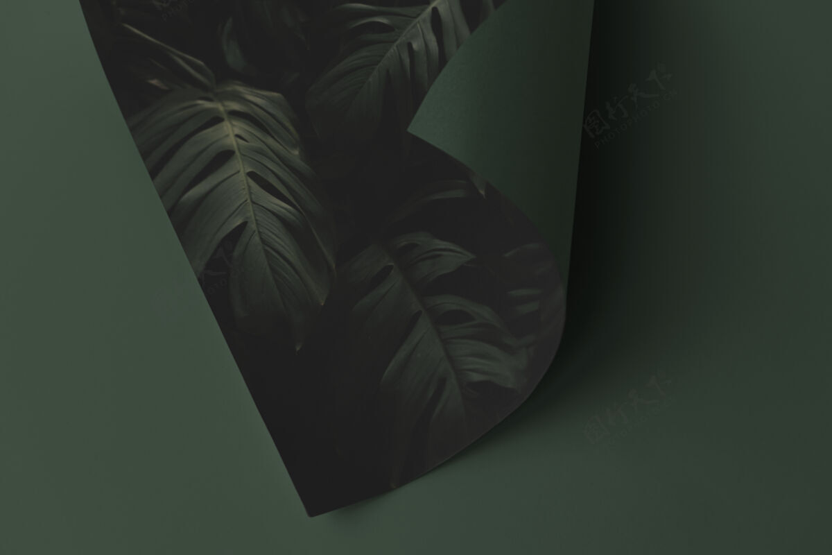 空白把一张叶子纸放在绿色的表面上Philodendron纸卷