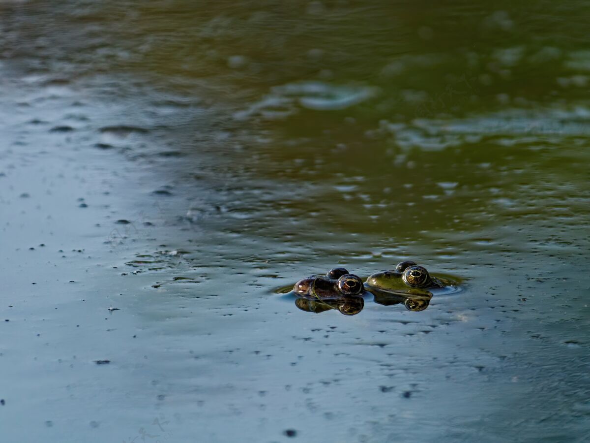 青蛙特写镜头沼泽青蛙pelophylaxridibundus在欧洲的湖泊草爬行动物湖
