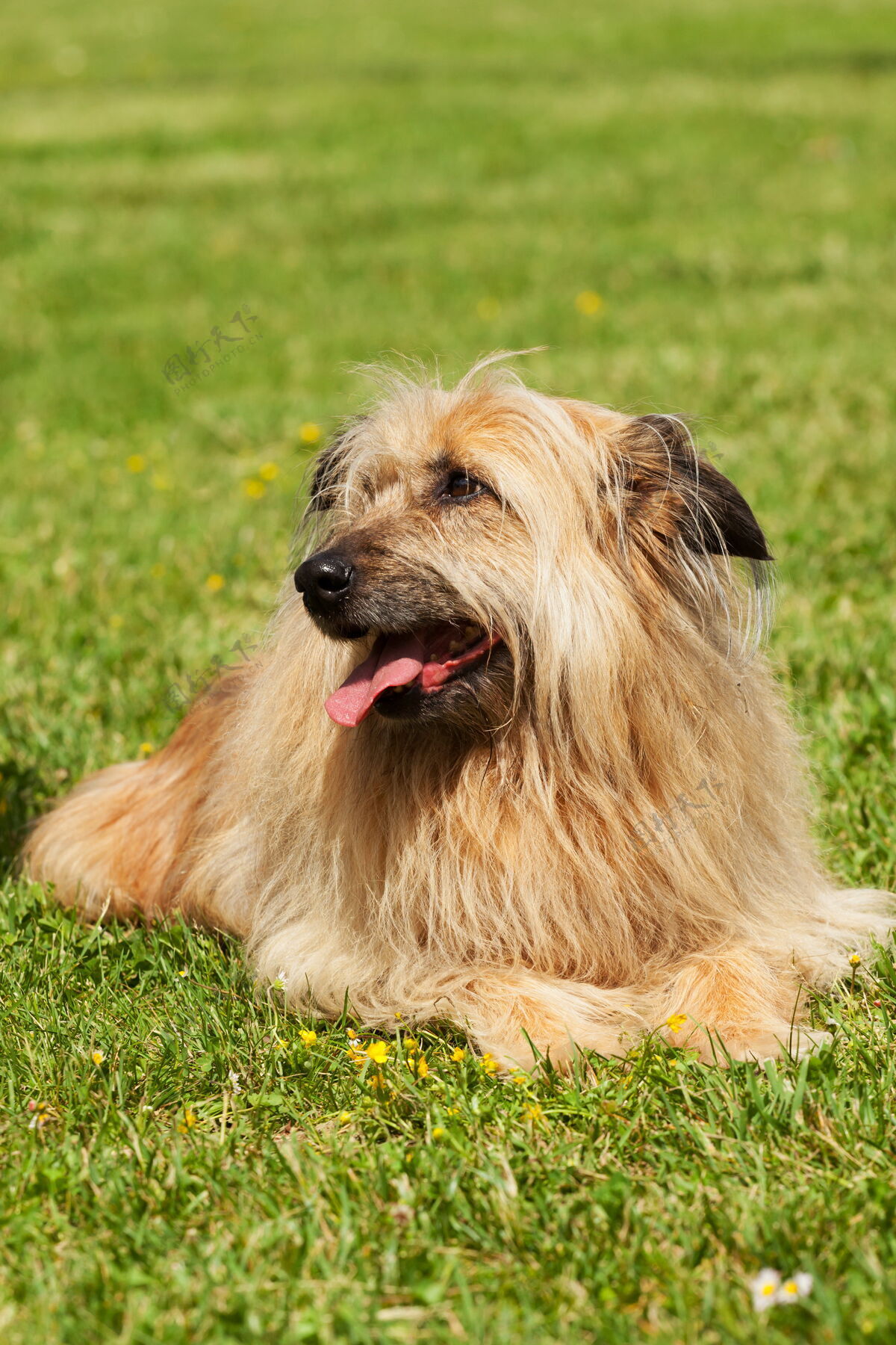 朋友类似的拉萨阿普索狗在绿草中的画像快乐狗狗