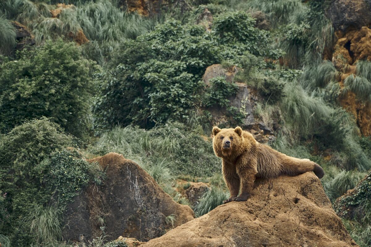 毛皮一只大棕熊坐在森林的岩石上的美丽照片哺乳动物风景野生