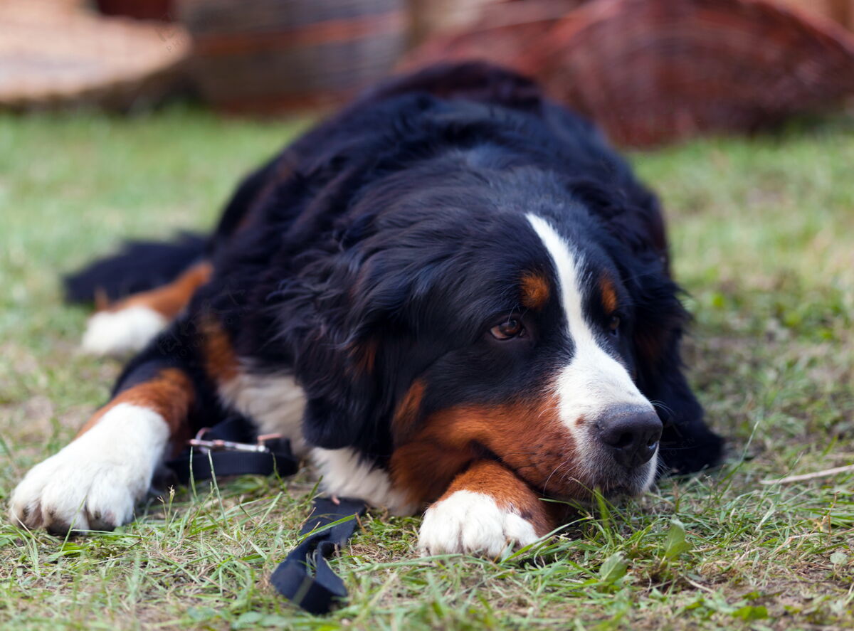 狗伯尔尼山狗躺在草地上的画像湿自由忠诚