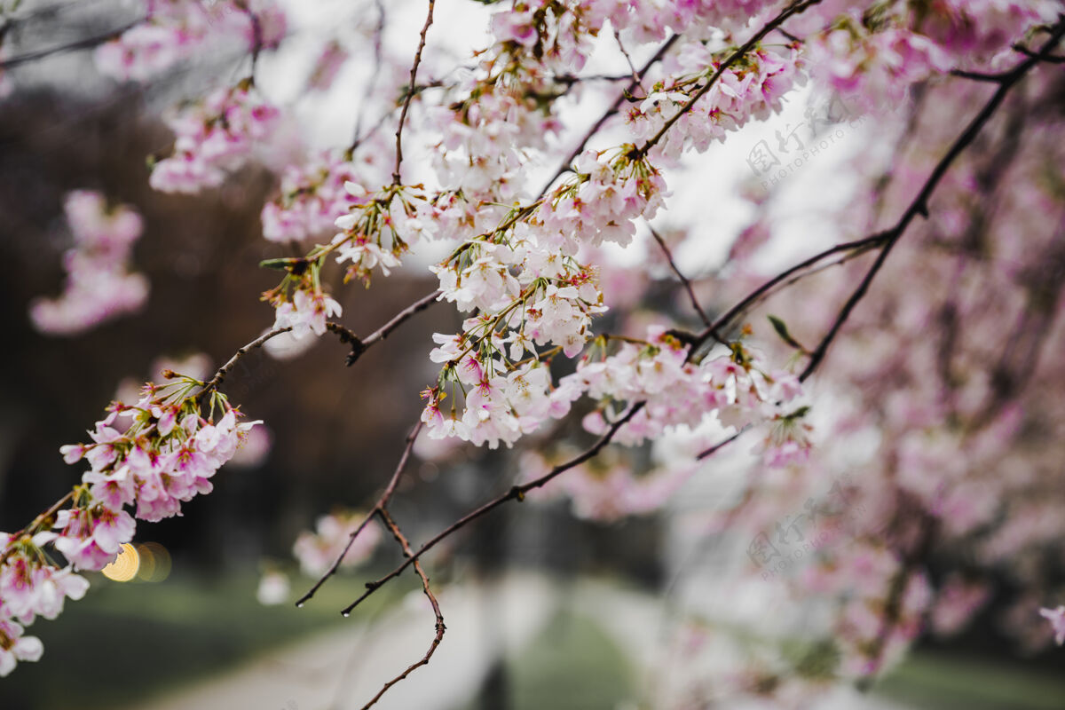 兰花盛开的粉色花朵波基日本四月