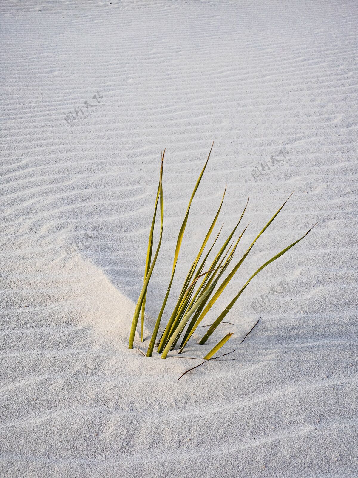 白天垂直拍摄的海草勉强埋在白色的沙滩上草沙子白天