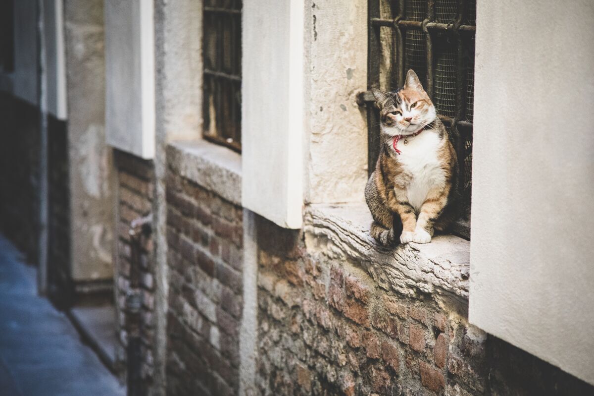 城市漂亮的毛茸茸的家猫坐在窗户边 砖墙上有栅栏运河砖国内