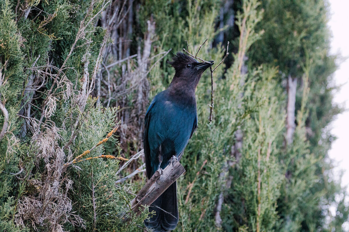 鸟白天棕色树枝上的蓝黑相间的鸟动物大自然蔬菜