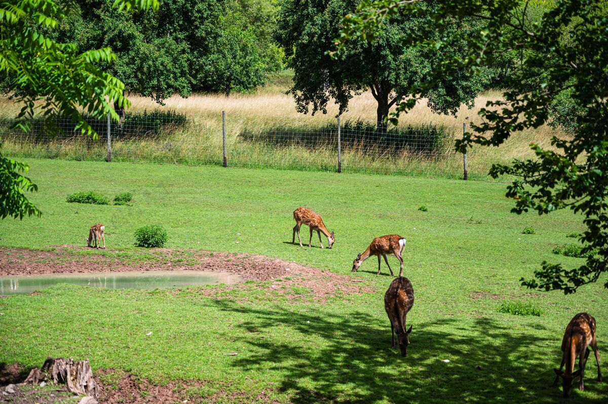 自然阳光明媚的日子里 动物园里绿草上美丽的鹿照片动物田野哺乳动物
