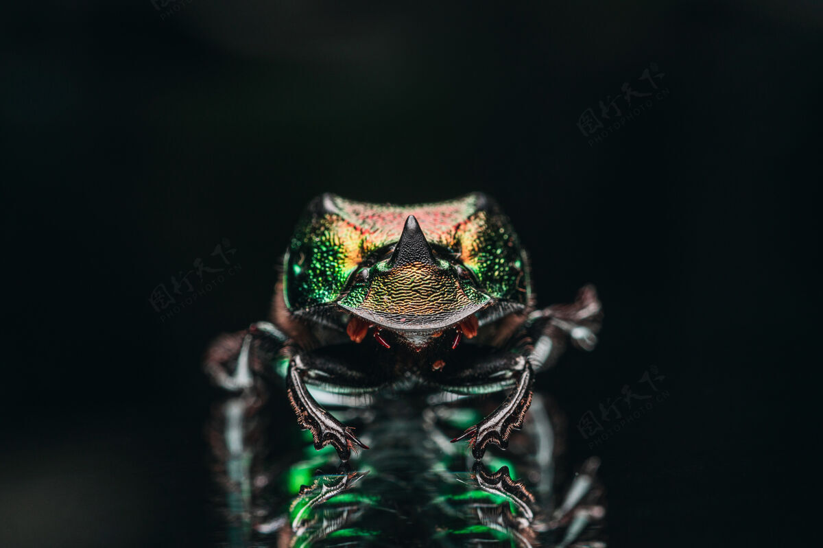 异国情调奇异的彩色甲虫宏观拍摄昆虫甲虫翅膀