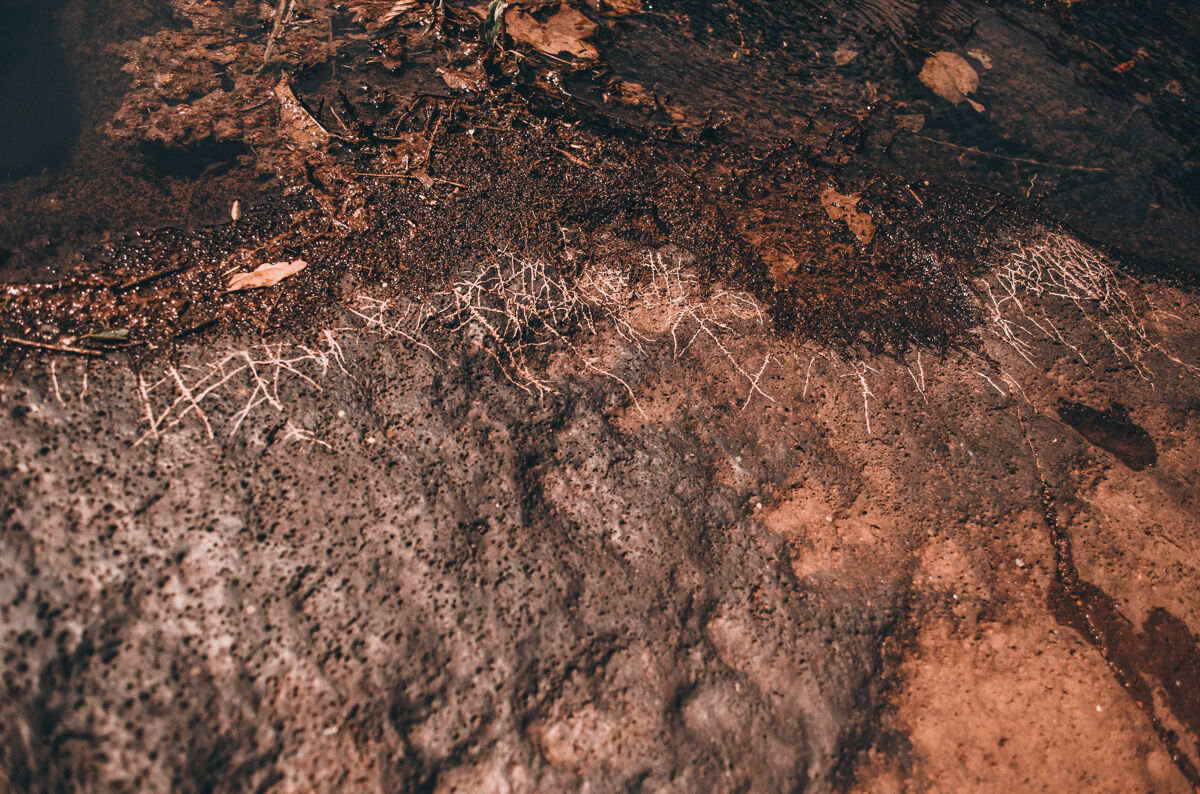 苔藓一个潮湿的苔藓岩石特写镜头细节真菌生长