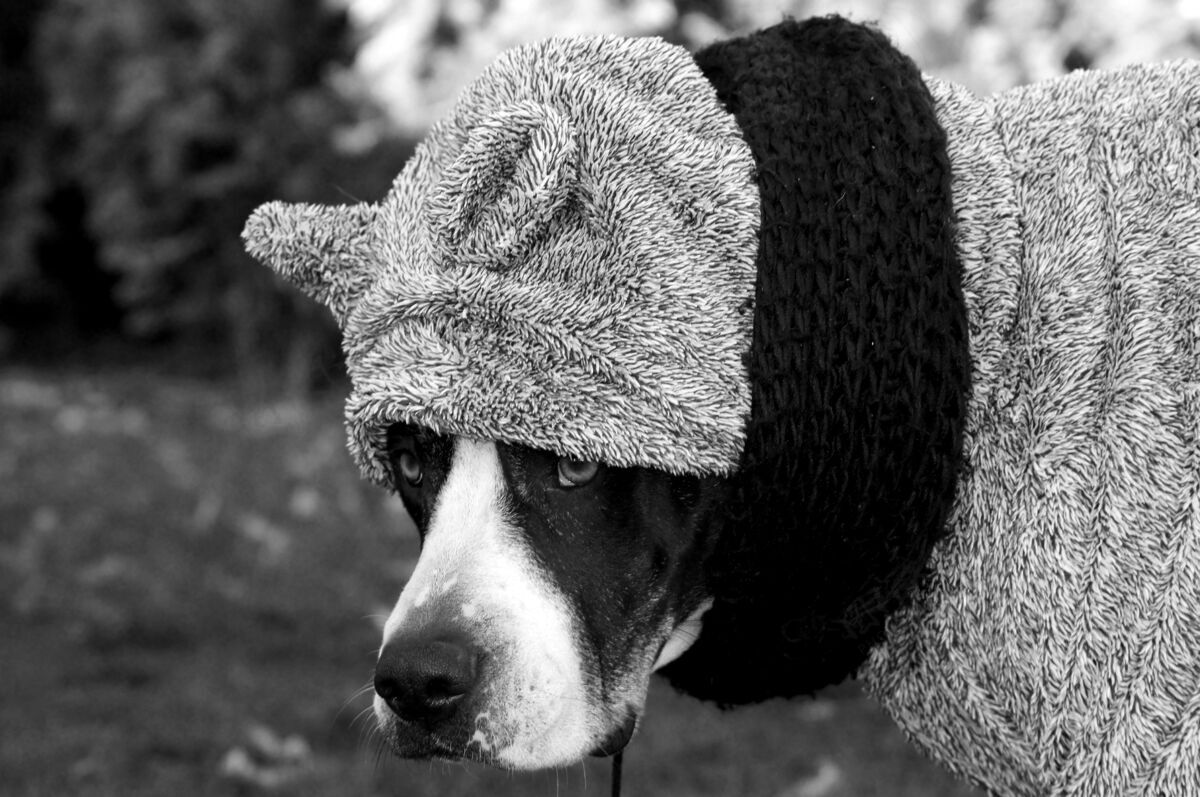 灰度灰阶选择性聚焦拍摄一只穿着灰色冬季毛衣的狗领子肖像毛皮