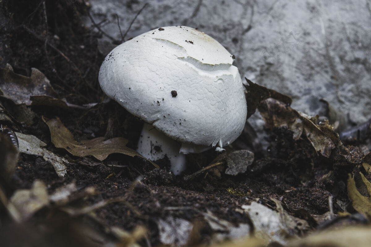 蘑菇一个生长在森林地板上的白木耳特写镜头真菌季节真菌