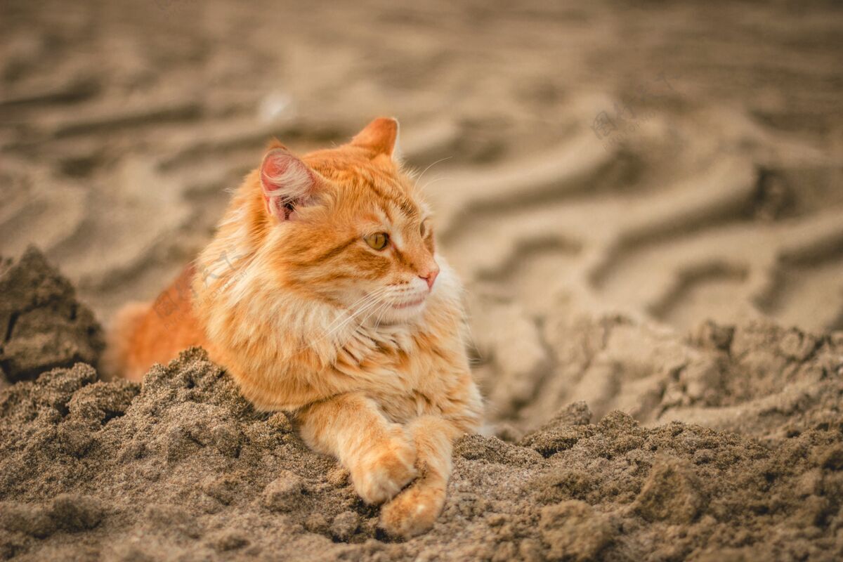 土地白天一只猫躺在沙滩上的广角镜头白天羊毛美女