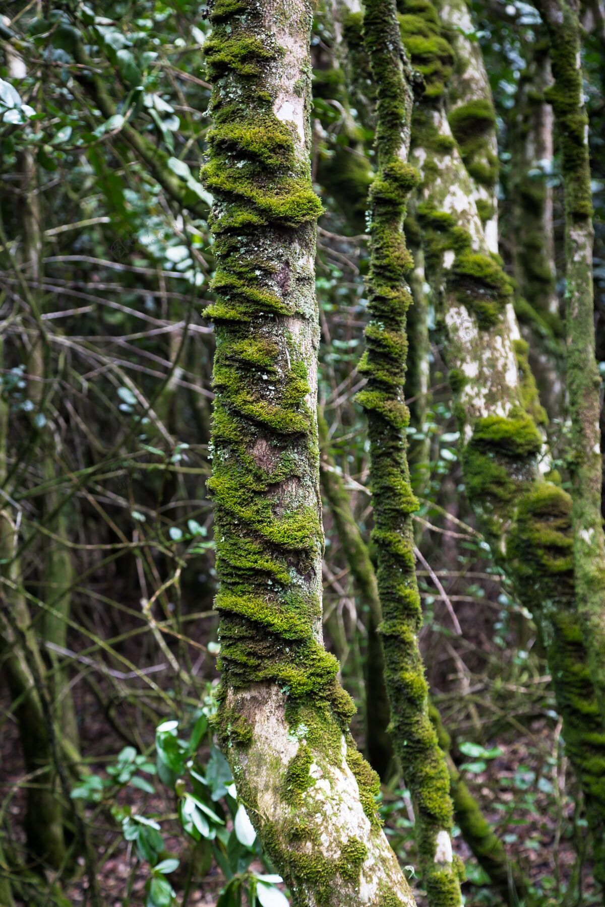 叶子森林里一棵长满苔藓的树的垂直镜头景观树干松树