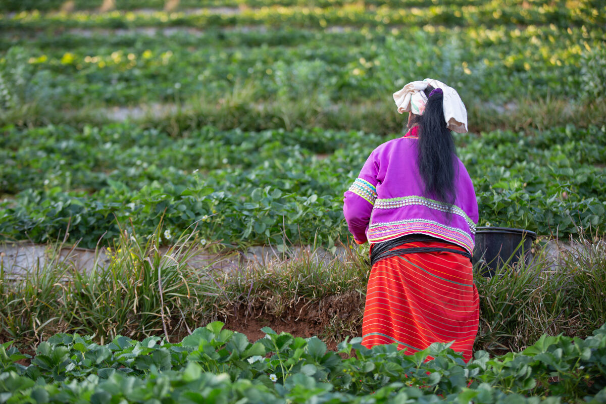 人在农场摘草莓的女人金发种植园丰盛