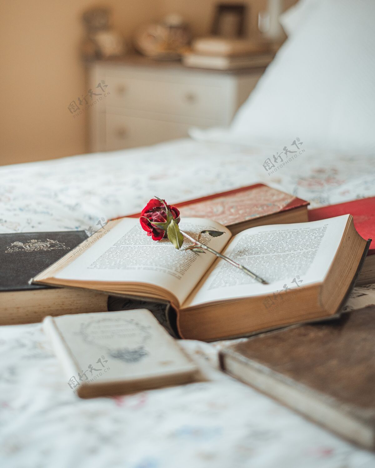 度假红玫瑰在一本打开的书里面交流光玫瑰