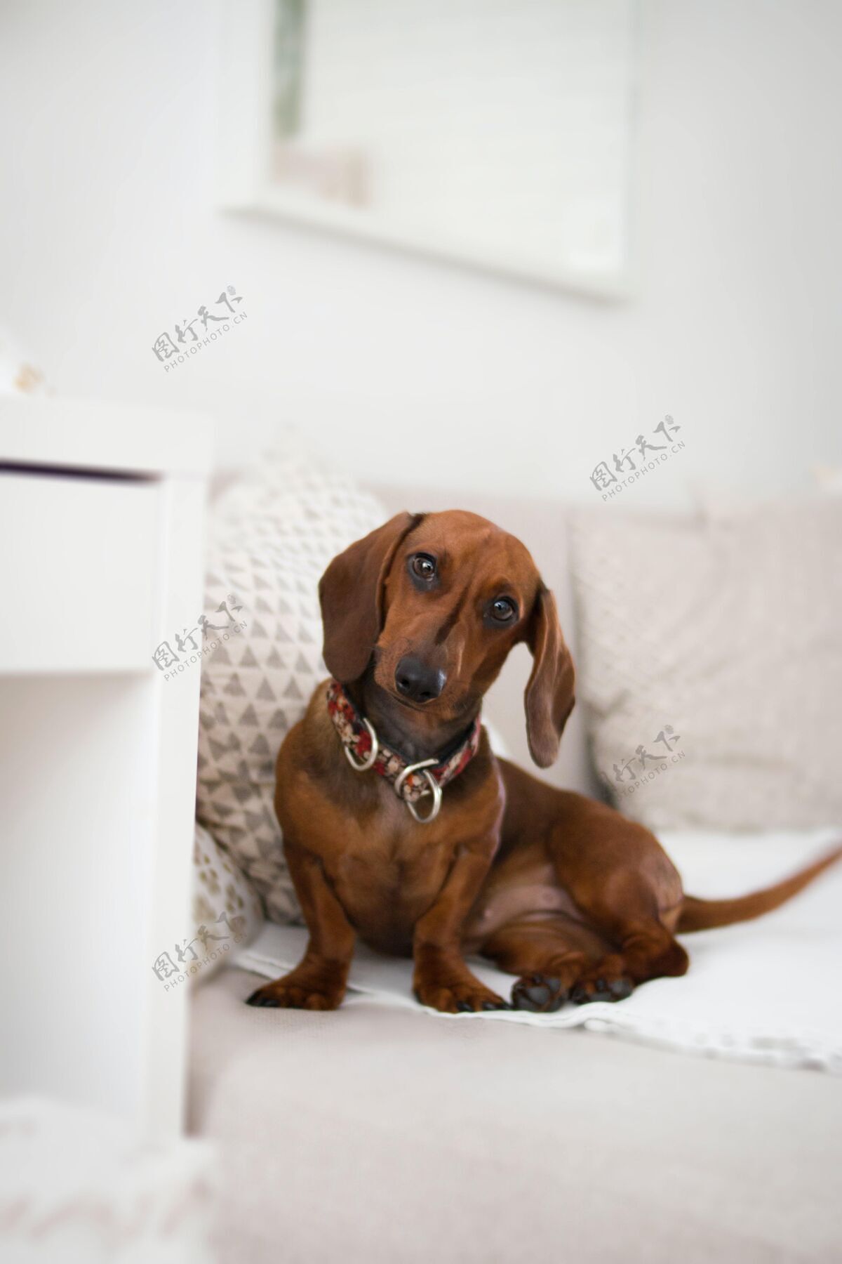 动物特写垂直拍摄的长耳腊肠犬孤立在一个白色沙发上封闭领子前面